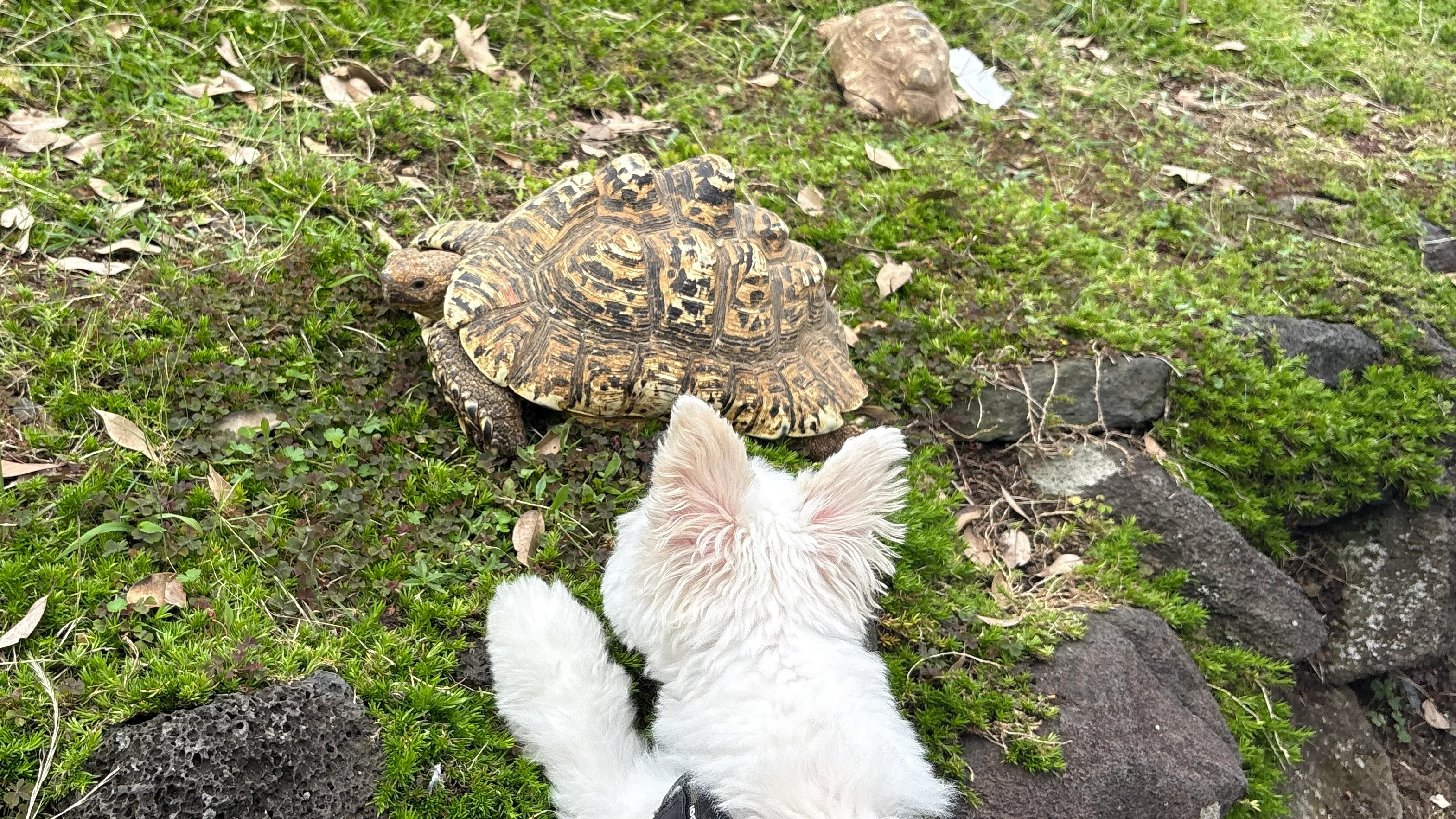 のんびり歩くリクガメを間近で見つめる愛犬